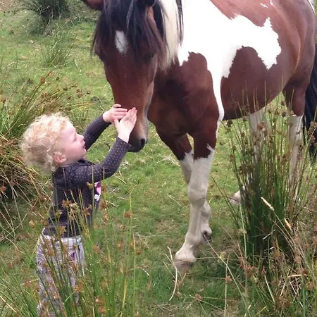 Alpehytte With Your Pet *